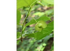   Fruit:     Pteroceltis tatarinowii ; Photo by Dieter Albrecht, gbif.org
